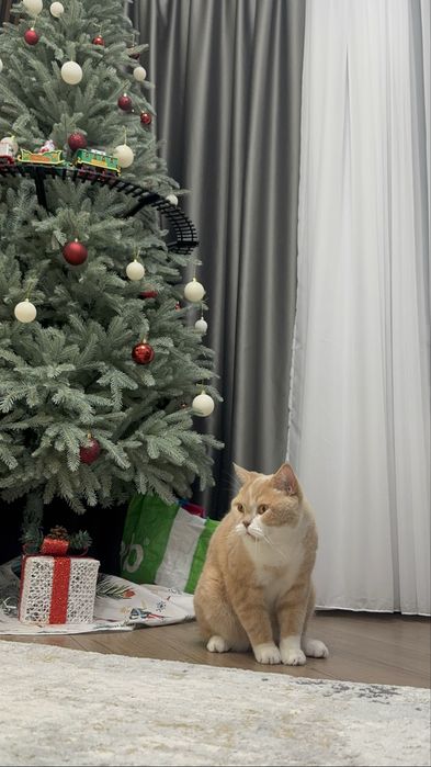 Отдаем кота в хорошие руки