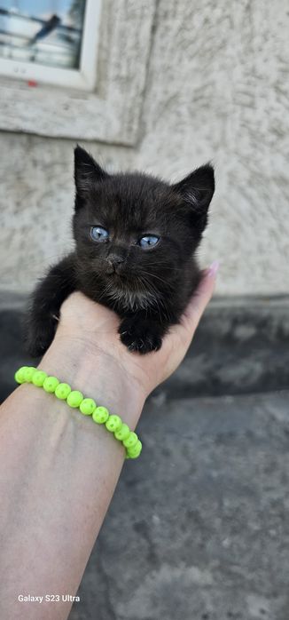 Отдам в добрые руки