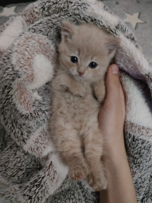 Милые котеночек в добрые руки