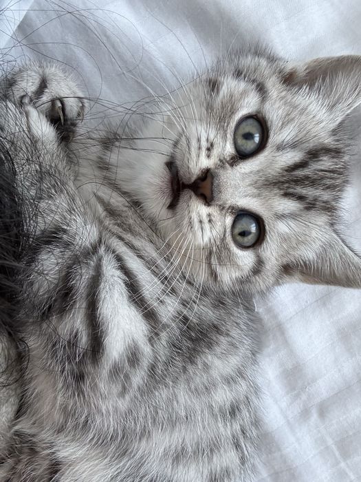 продаю котенка мальчика