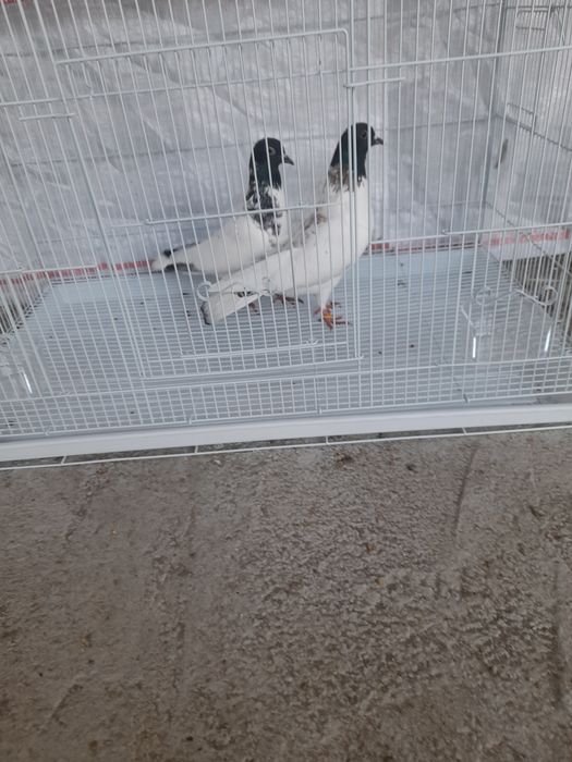 Ерон кабутарлар  голуби иран