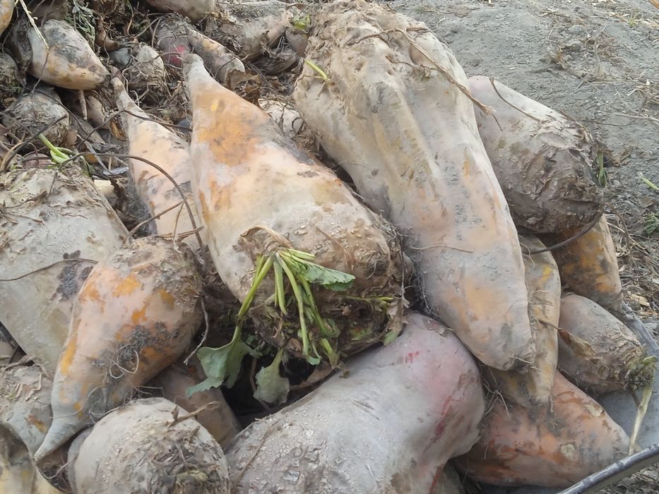 Karmavey     Lavlagilar