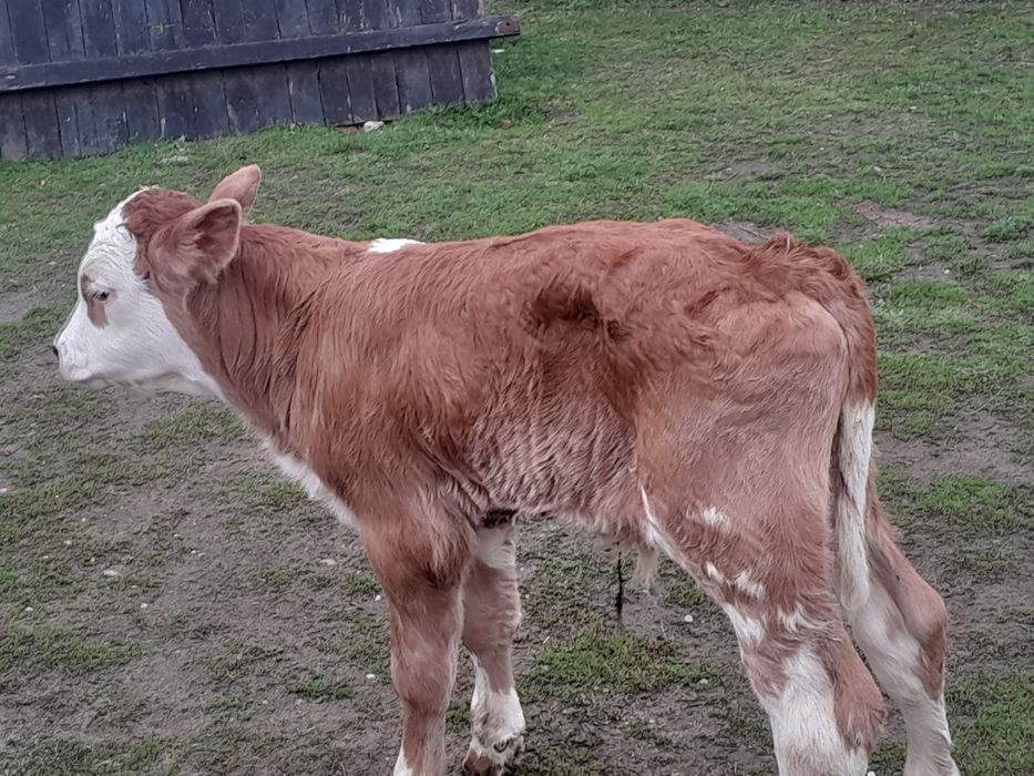 Vaddvitel de carne de pus la vaca