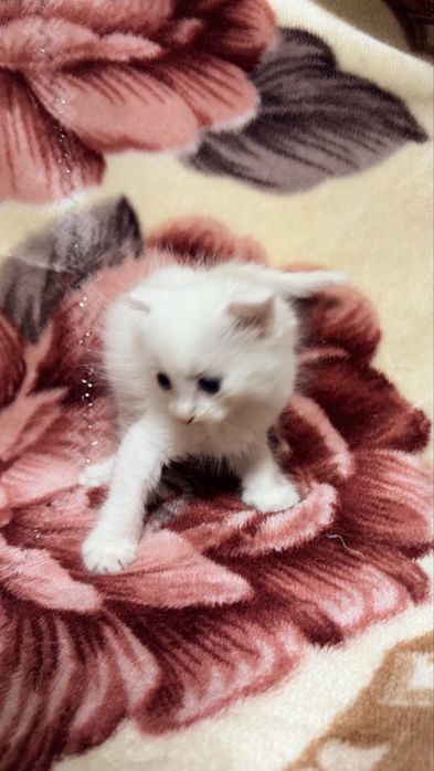 Вислоухие котята