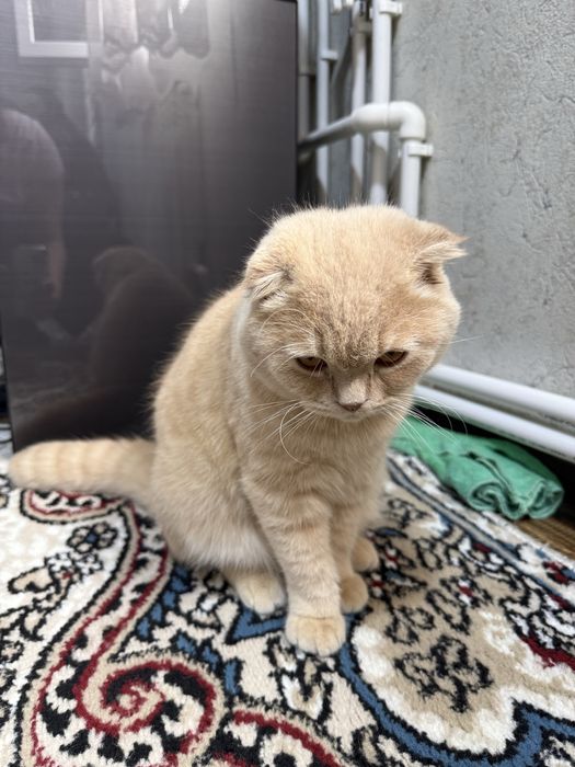 Продам кошечку вислоухоя