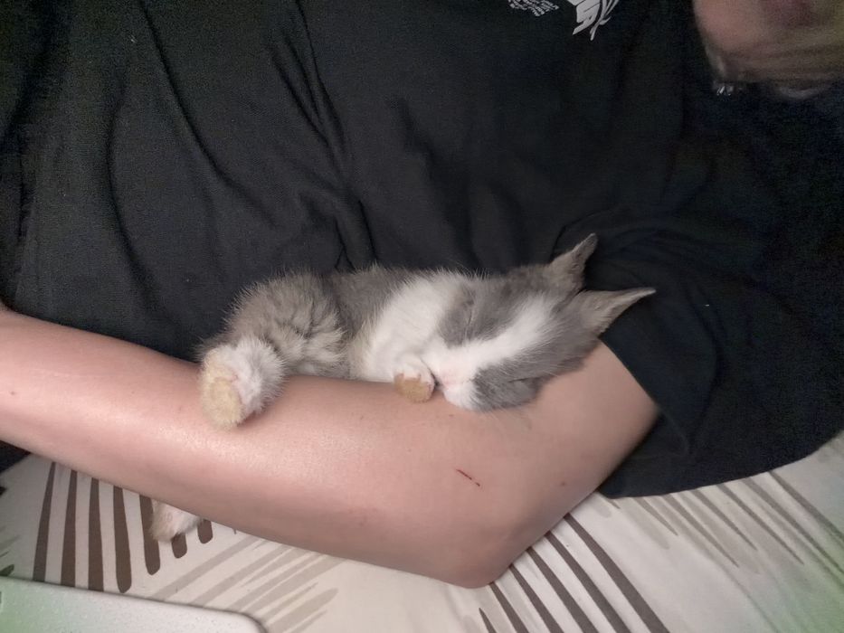 DAU iepuras spre ADOPTIE - GRATIS