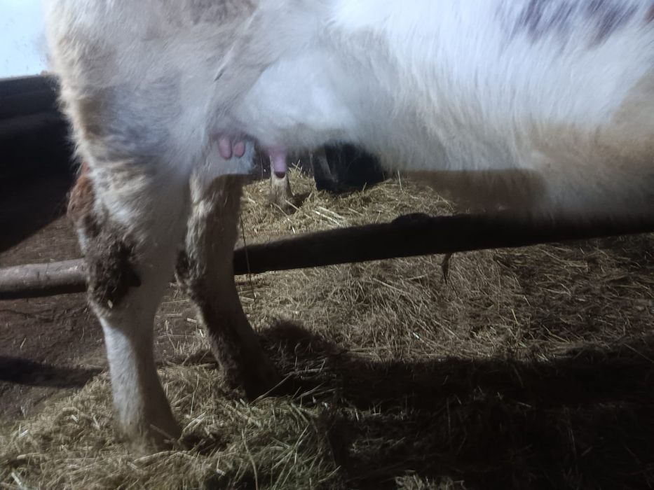 Vand doua juninci fatate recent