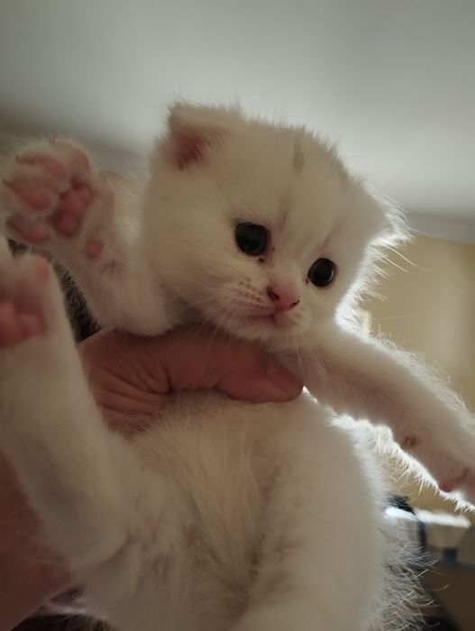 Скоттиш фольд от правильной вязки