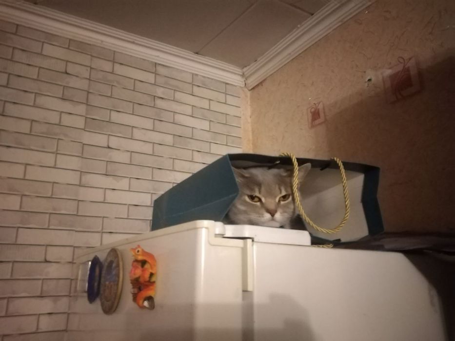 Помогите найти кошку