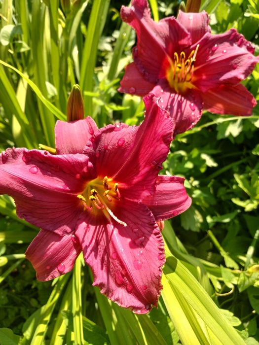 Дача, р-н Телецентр, с/о Кристалл