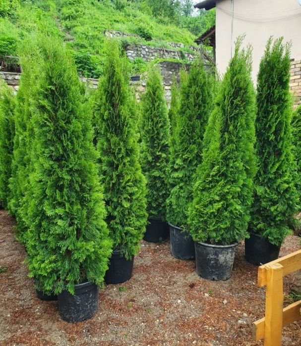 Tuia smarald extra calitate/ Gard viu permanent verde / Livrez gratuit