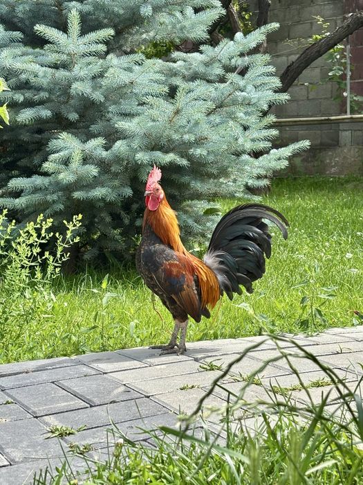 Бентамки карликовые куры