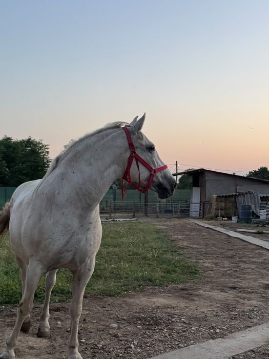 Iapă lipițeancă de vânzare