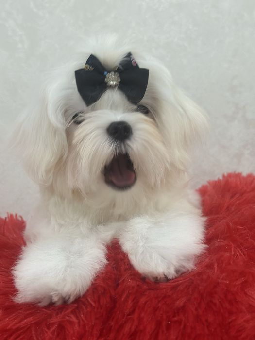 Шикарные малыши мальтезе крови Корея