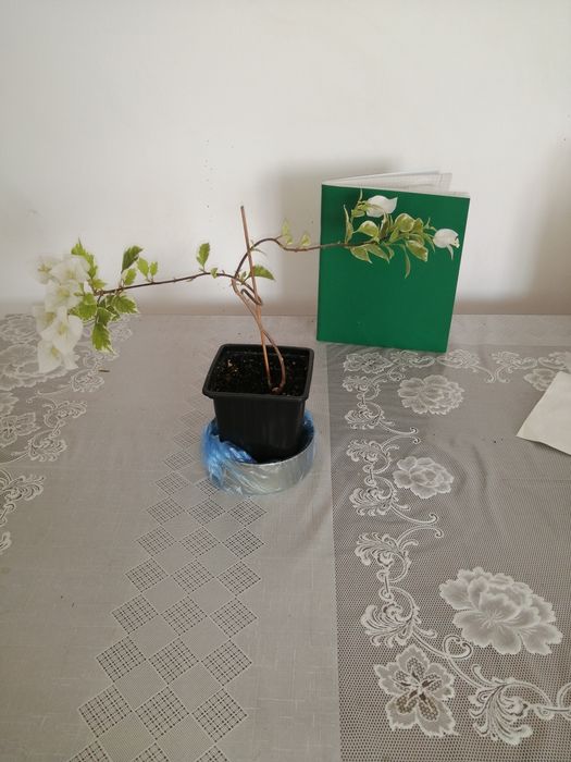 Бугенвилия Панда 2000т.