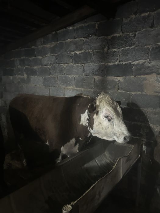 Продается бычки