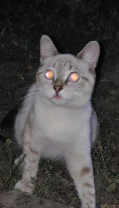 Котик,котенок,кот,бесплатно