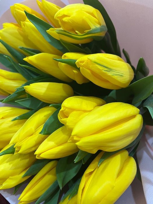 цветы тюльпаны 25 шт