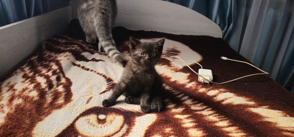 Скоттиш страит котёнок