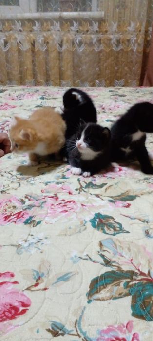Отдам котят бесплатно