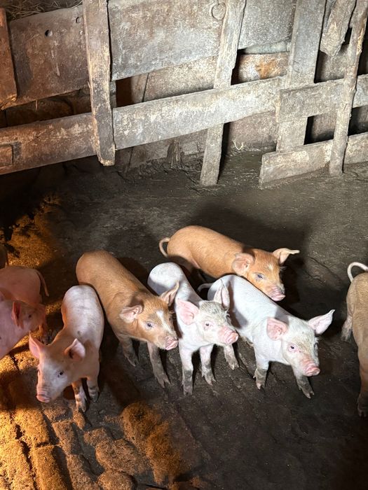 Малки Прасенца на 60 дена