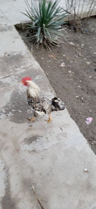 Товук хурозла сотилади