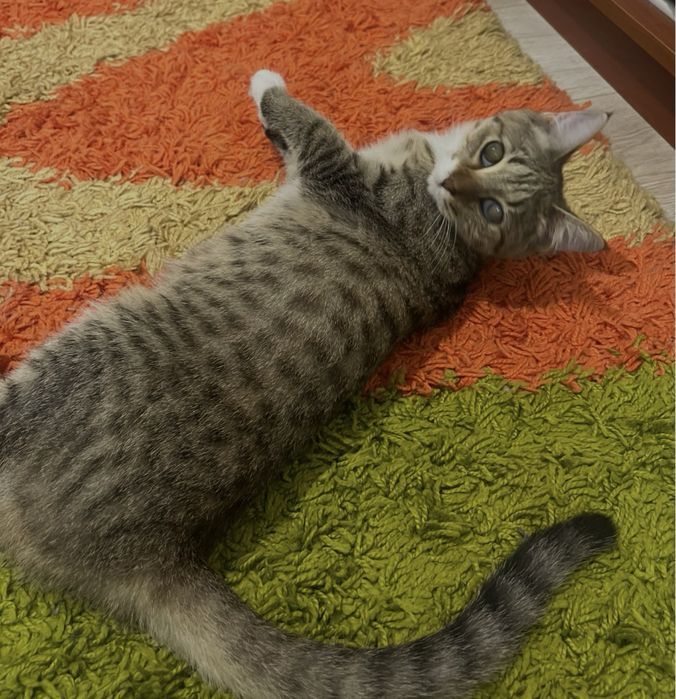 Готовые пушистики ищут дом