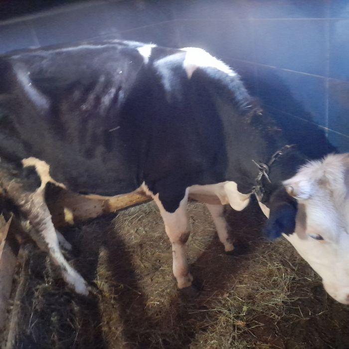 Vând o junincă de un an din rasa BR la prețul de 5700 neg.