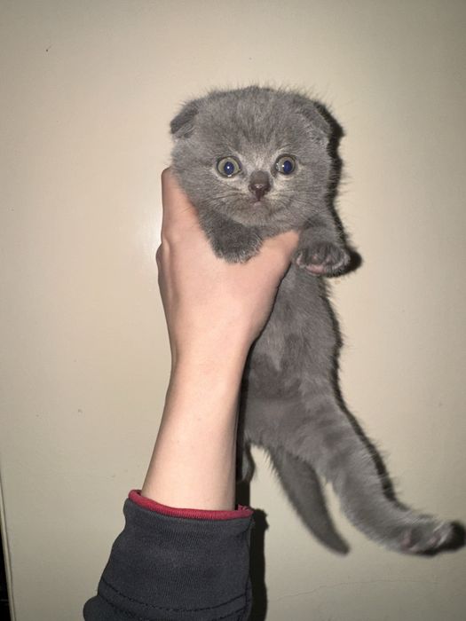 Бритиш фолд котята