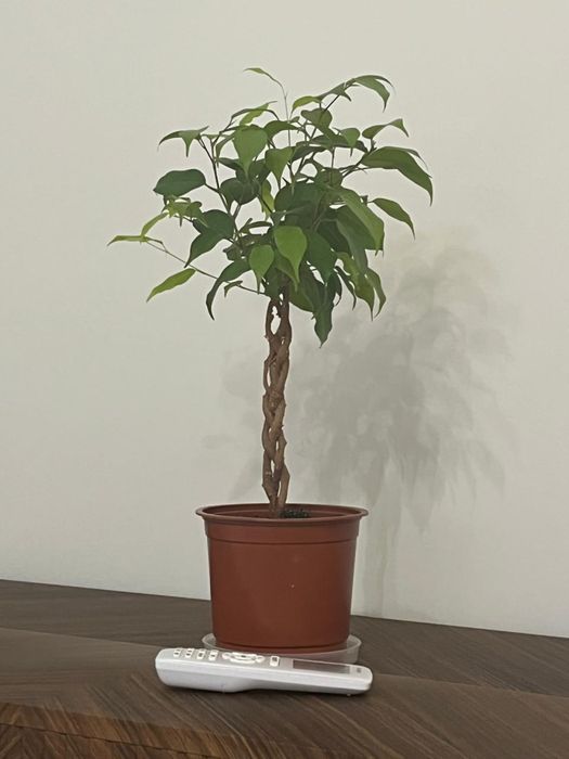 Фикус заплетенный