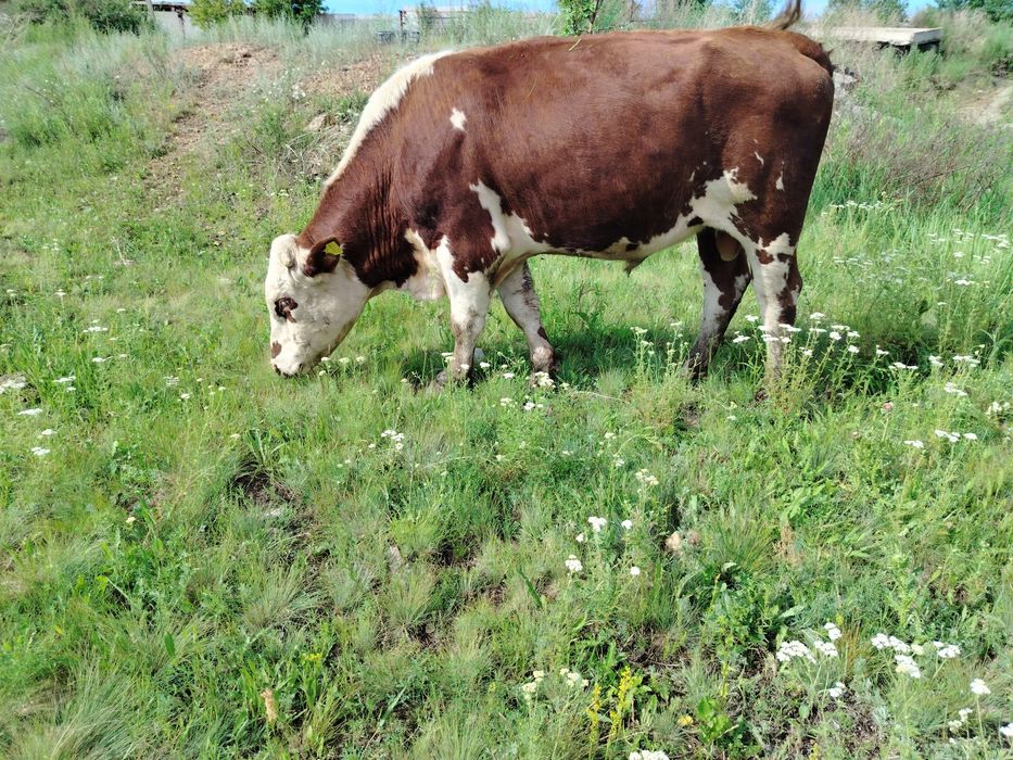 Продам хорошего быка