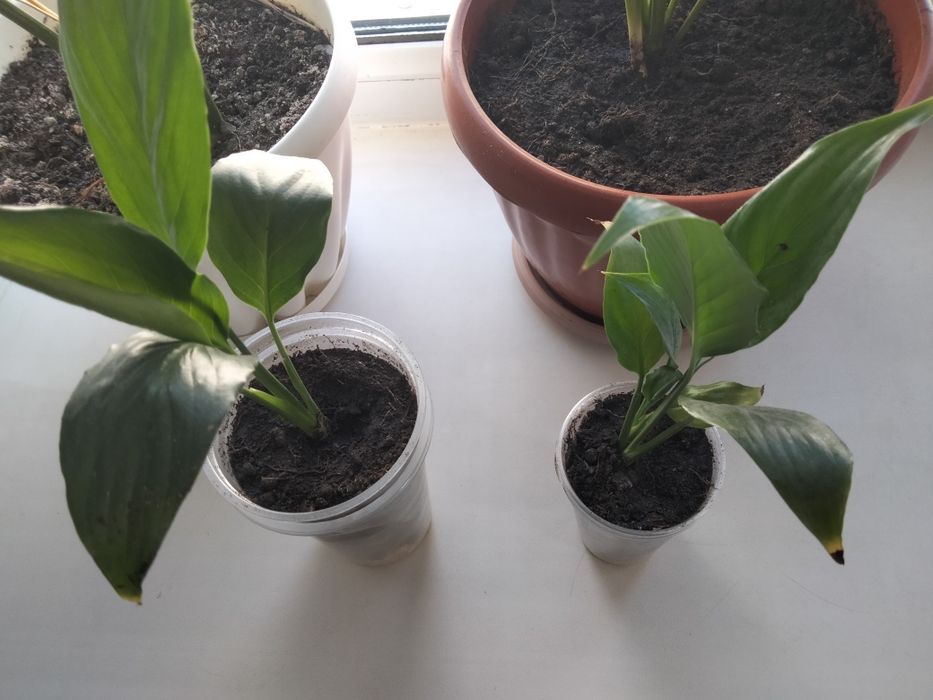 Продаю цветы домашние