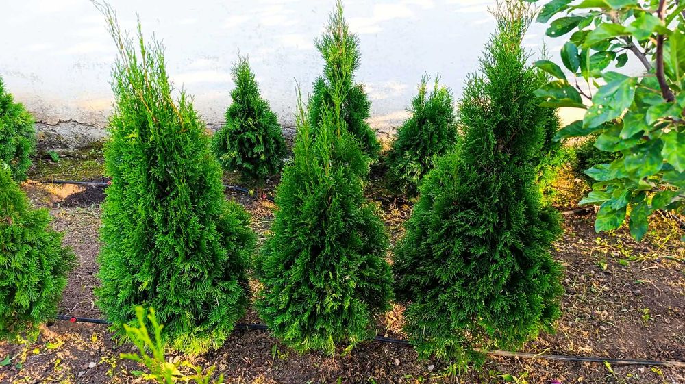 Западна туя Фастигиата / Thuja occidentalis Fastigiata