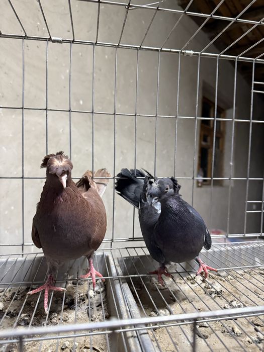 Голуби бакинцы двухчубые