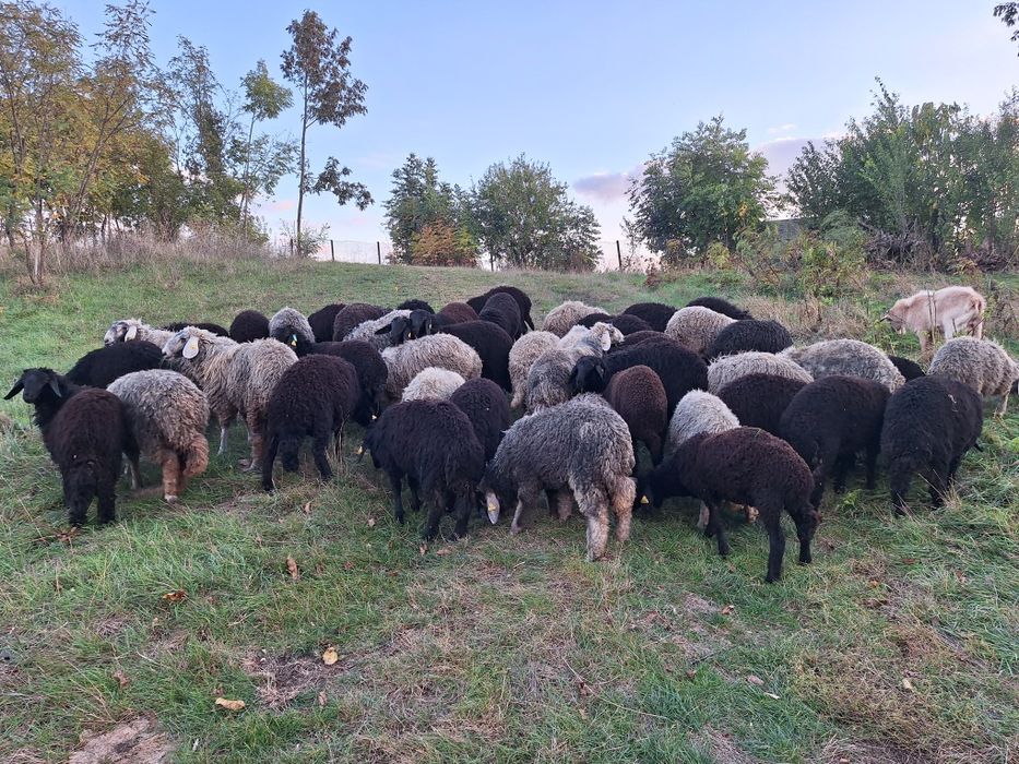 Mieluțe Karakul de Botoșani