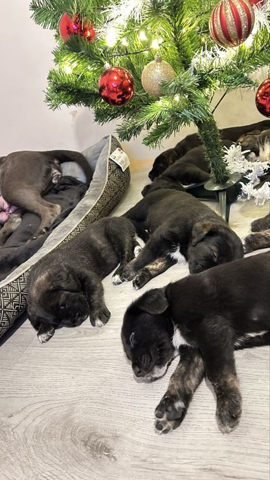 Дизайнерско Кане Корсо