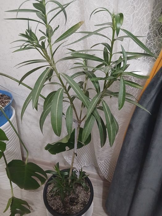 Продам цветы  с подставками