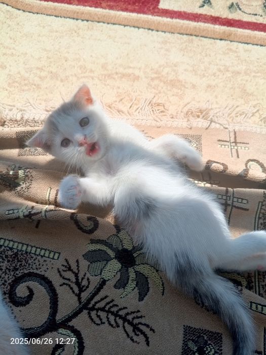 Мышық шатылански қыз мышық