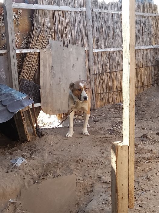 Алабай  молодой.