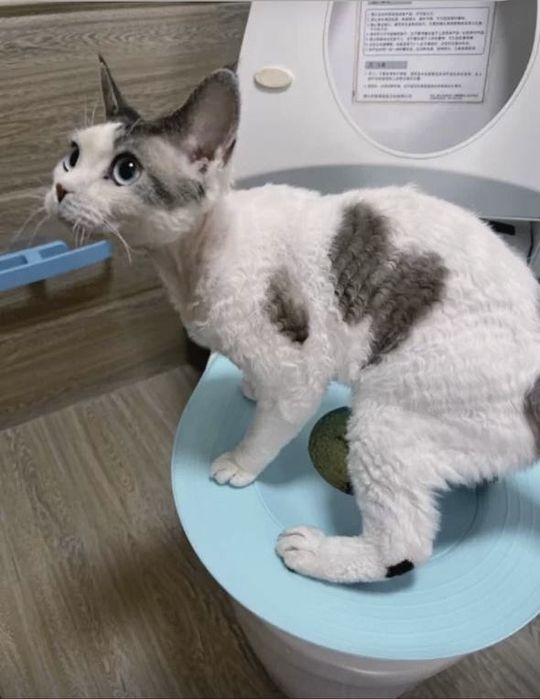 очень удобный лоток для кошек