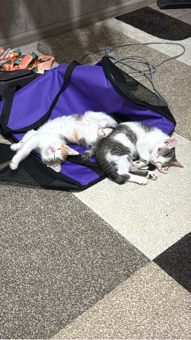 отдам котят в добрые руки