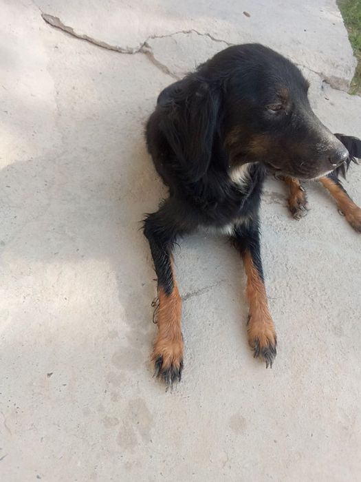 Хадияга берилади