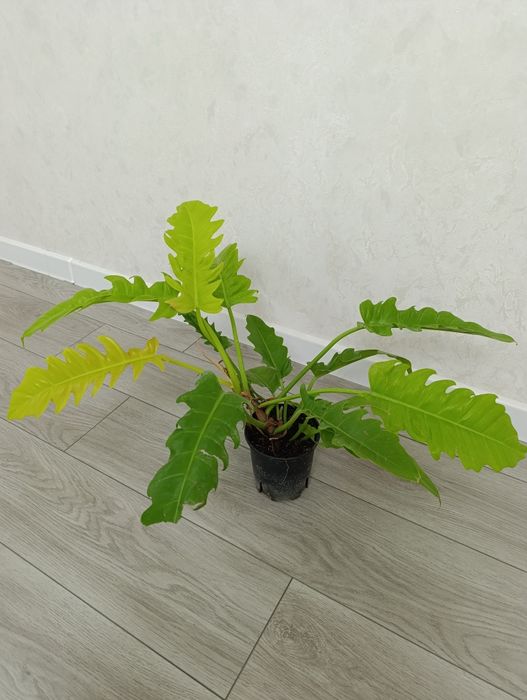 Продаётся филодендрон