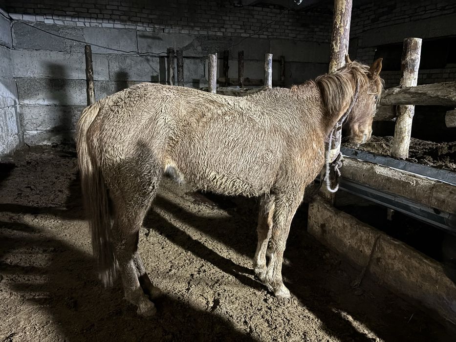 Продам лошадь полукровка Англиской