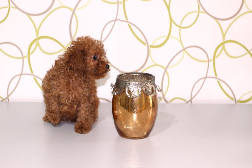 Той пудели от родословни родители