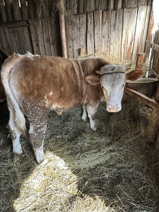 Vand vitel mai multe detali la nr de tel