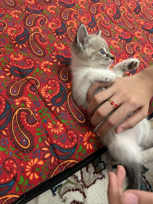 Hadiyaga beriladi 1,5 oyli srochna
