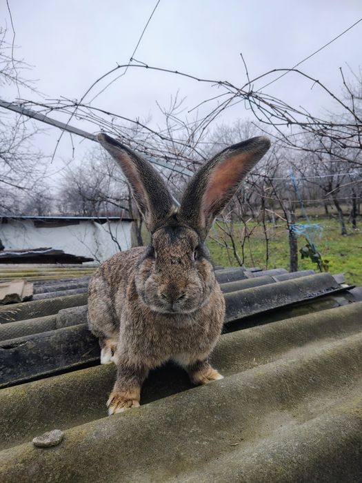 Mascul Uriaș German,femel și masculi Ut și hycole francez