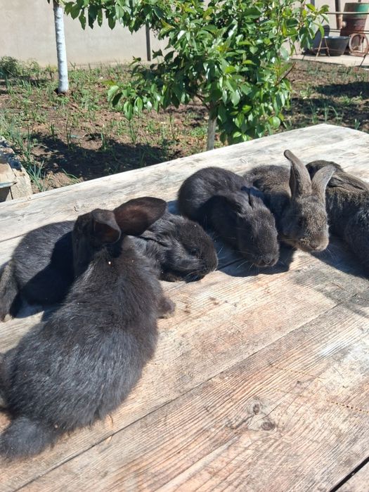 Vând pui de iepuri din rasa belgian