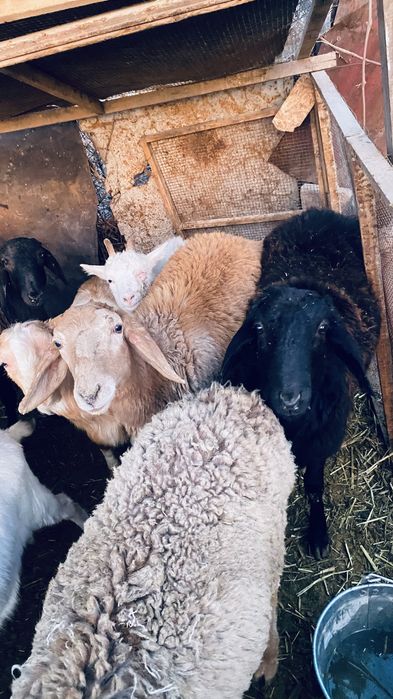 Қошқарлар мен лақтар бар